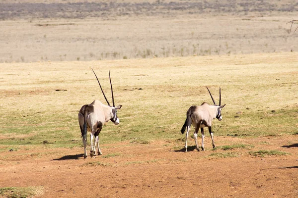Güney Afrika oyun rezervinde iki Gemsbok veya Gemsbuck