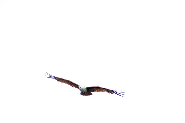 Açık havada özgürce uçan bir kartal