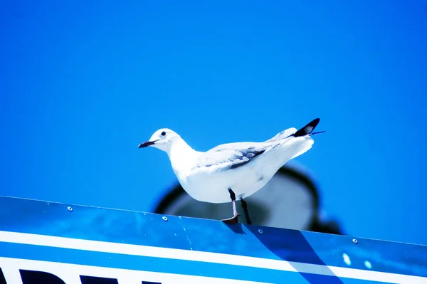 Beyaz güvercin olarak da adlandırılan güvercin, yerel kaya güvercinidir (Columba livia domestica)..