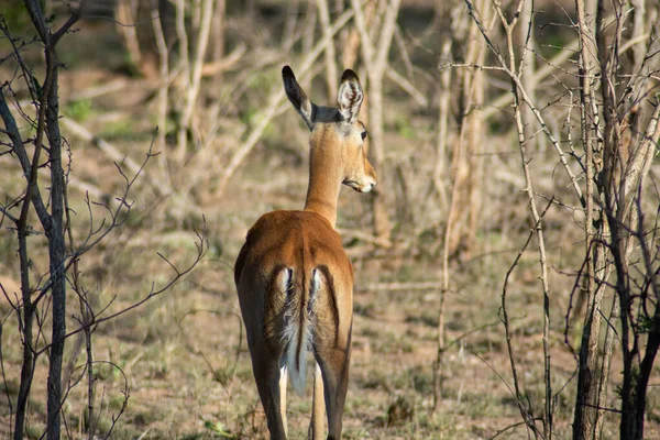 A single wild deer in a Safari Park in Africa. These fast agile animals are hunted by the larger animals like lions, cheetas. So they are very alert and fast.