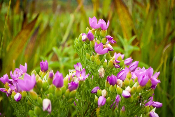 Yeşil arka planda Pembe ve Violet Crocus çiçeği