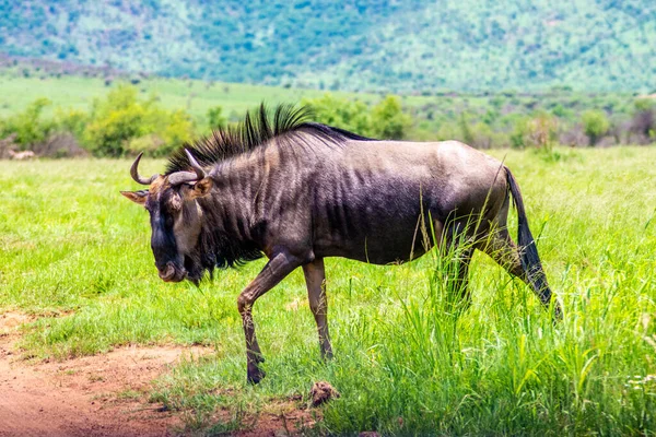 Güney Afrika Oyun Rezervinde Vahşi Canavar