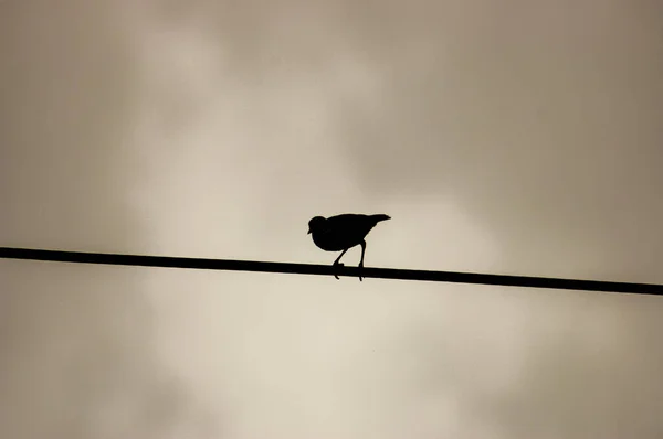 Pájaro Solitario Sentado Cable Eléctrico Eléctrico — Foto de Stock