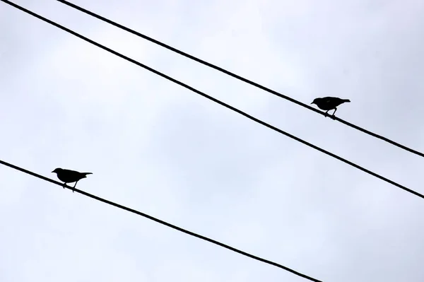 Dois Pássaros Sentados Fio Linha Elétrica Energia — Fotografia de Stock