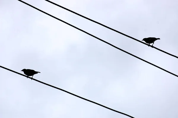 Two birds sitting on a power electric line wire