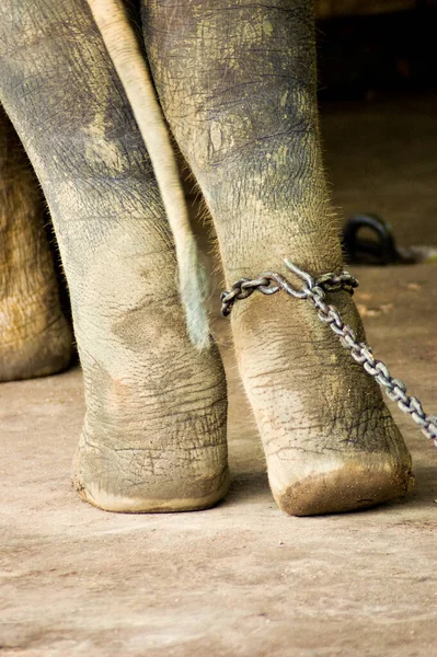 Éléphant Enchaîné Aide Chaînes Métalliques Dans Sanctuaire Éléphants — Photo