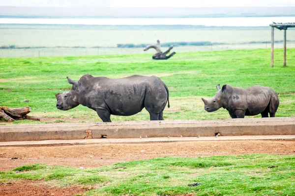 Rhinocéros Sauvages Dans Réserve Gibier Sud Africaine — Photo