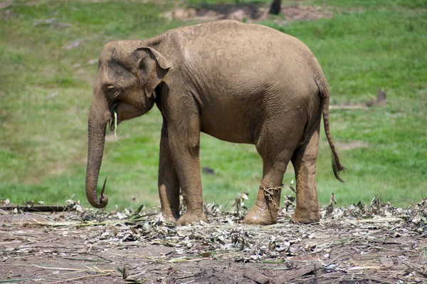 Bébé Éléphant Solitaire Dans Orphelinat Des Éléphants Srilankan — Photo