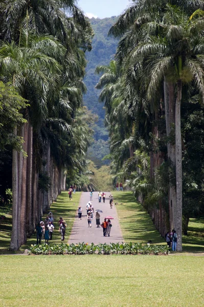 Kandy, Sri Lanka 'daki güzel palmiye ağaçları olan Ulusal Botanik Bahçesi.