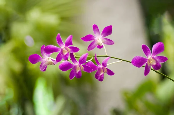 Yeşil arkaplanda Doğal Pembe ve Violet Epidendrum ve epifitik orkideler