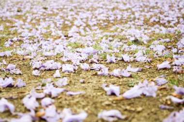 Mor Jakaranda Çiçeği toprağı dolduruyor