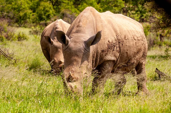 Rhinocéros Sauvages Dans Réserve Gibier Sud Africaine — Photo