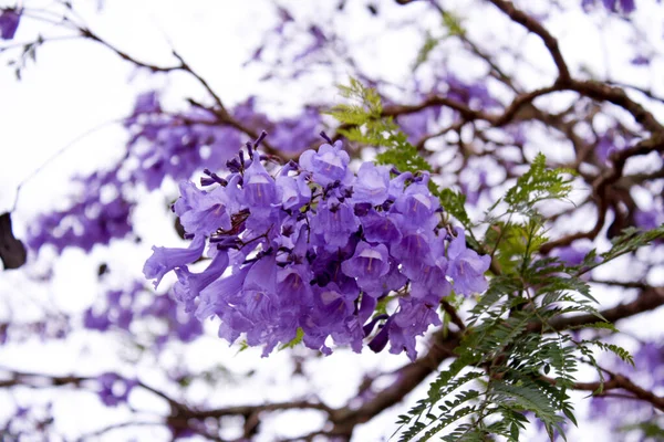 Flor Jacaranda Roxa Zona Rural Africana — Fotografia de Stock