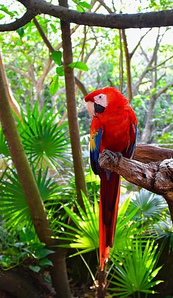 Papagaio Escarlate Vermelho Dos Papagaios Mais Fascinantes Todas Espécies Arara — Fotografia de Stock