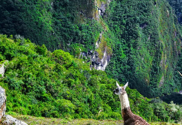 Machu Pichu Obklopen Tajemstvím Šarmem Tradicemi Nejznámějším Symbolem Říše Inků — Stock fotografie