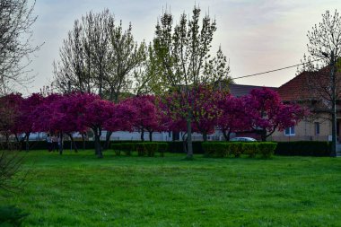 Sonsuz sütunun parkından bakıldığında Sütun Parkı 'nın aranjmanı 1 Ekim 1937 - 26 Ağustos 1938 tarihleri arasında gerçekleştirilmiştir.