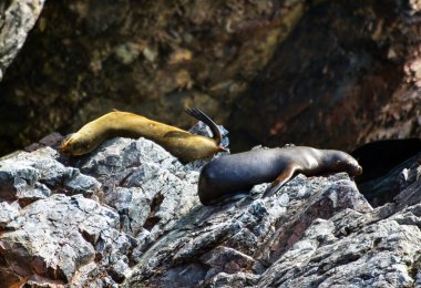 Ballestas Adaları 'nda yıldızlar, kayaların üzerinde tembelce yatan deniz aslanlarıdır. Bazen teknelerden tedirgin turistler için poz verirler ve bu da zaman zaman kuşların arka plan seslerini kükreyerek kapatır.,