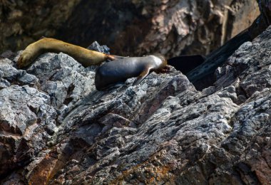 Ballestas Adaları 'nda yıldızlar, kayaların üzerinde tembelce yatan deniz aslanlarıdır. Bazen teknelerden tedirgin turistler için poz verirler ve bu da zaman zaman kuşların arka plan seslerini kükreyerek kapatır.,