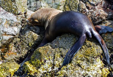 Ballestas Adaları 'nda yıldızlar, kayaların üzerinde tembelce yatan deniz aslanlarıdır. Bazen teknelerden tedirgin turistler için poz verirler ve bu da zaman zaman kuşların arka plan seslerini kükreyerek kapatır.,