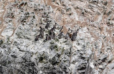 Ballestas Adaları 'ndaki Humboldt Pengueni Güney Amerika' nın batı kıyısında, Şili ve Peru 'da yaşar ve adı Humboldt Akıntısı' ndan gelir. Balık açısından soğuk ve zengin olmasıyla ünlüdür. Gagası büyük ve sağlamdır.