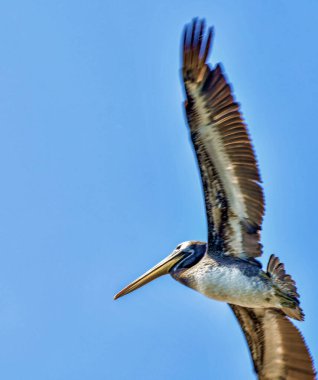 Ballestas Adaları 'ndaki pelikanlar su kuşu familyasının bir parçasıdır, mükemmel bir pilot ve iyi bir yüzücüdür, kalın bir gövdesi, uzun bir gagası vardır, altında turuncu tonları olan bir çanta dolusu sarıdır,