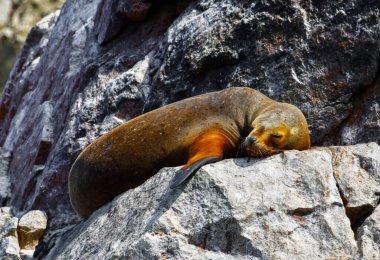 Ballestas Adaları 'nda yıldızlar, kayaların üzerinde tembelce yatan deniz aslanlarıdır. Bazen teknelerden tedirgin turistler için poz verirler ve bu da zaman zaman kuşların arka plan seslerini kükreyerek kapatır.,