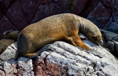 Ballestas Adaları 'nda yıldızlar, kayaların üzerinde tembelce yatan deniz aslanlarıdır. Bazen teknelerden tedirgin turistler için poz verirler ve bu da zaman zaman kuşların arka plan seslerini kükreyerek kapatır.,