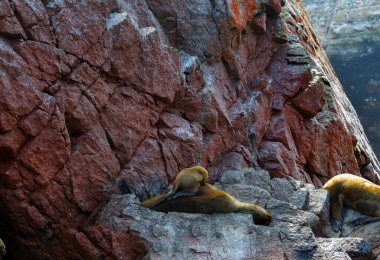 Ballestas Adaları 'nda yıldızlar, kayaların üzerinde tembelce yatan deniz aslanlarıdır. Bazen teknelerden tedirgin turistler için poz verirler ve bu da zaman zaman kuşların arka plan seslerini kükreyerek kapatır.,