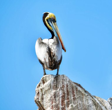 Ballestas Adaları 'nda pelikan (Pelecanus) su kuşu familyasının bir parçasıdır, mükemmel bir uçucu ve iyi bir yüzücüdür, kalın bir gövdesi, uzun bir gagası vardır, altında turuncu tonlarda sarı bir çanta bulunur ve genişleyip,