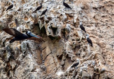 Ballestas Adaları 'nda pelikan (Pelecanus) su kuşu familyasının bir parçasıdır, mükemmel bir uçucu ve iyi bir yüzücüdür, kalın bir gövdesi, uzun bir gagası vardır, altında turuncu tonlarda sarı bir çanta bulunur ve genişleyip,