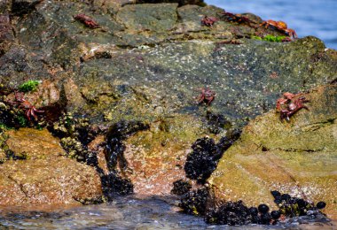 Sahildeki kayalıklardaki yosun Peru Ballestas Adaları Pasifik Okyanusu