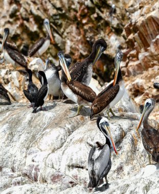 Ballestas Adaları 'nda pelikan (Pelecanus) su kuşu familyasının bir parçasıdır, mükemmel bir uçucu ve iyi bir yüzücüdür, kalın bir gövdesi, uzun bir gagası vardır, altında turuncu tonlarda sarı bir çanta bulunur ve genişleyip,