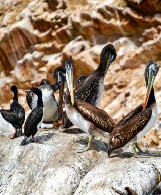 Ballestas Adaları 'nda pelikan (Pelecanus) su kuşu familyasının bir parçasıdır, mükemmel bir uçucu ve iyi bir yüzücüdür, kalın bir gövdesi, uzun bir gagası vardır, altında turuncu tonlarda sarı bir çanta bulunur ve genişleyip,