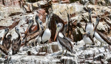 Ballestas Adaları 'nda pelikan (Pelecanus) su kuşu familyasının bir parçasıdır, mükemmel bir uçucu ve iyi bir yüzücüdür, kalın bir gövdesi, uzun bir gagası vardır, altında turuncu tonlarda sarı bir çanta bulunur ve genişleyip,
