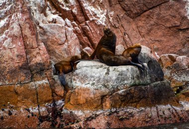Ballestas Adaları 'ndaki deniz aslanları elbette ki en garip yerlerde kayaların üzerinde tembelce yatan deniz aslanlarıdır. Bazen teknelerden tedirgin olan turistler için poz verirler ve zaman zaman arka plan gürültüsünü örterler. 