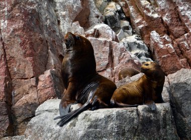 Ballestas Adaları 'ndaki deniz aslanları elbette ki en garip yerlerde kayaların üzerinde tembelce yatan deniz aslanlarıdır. Bazen teknelerden tedirgin olan turistler için poz verirler ve zaman zaman arka plan gürültüsünü örterler. 