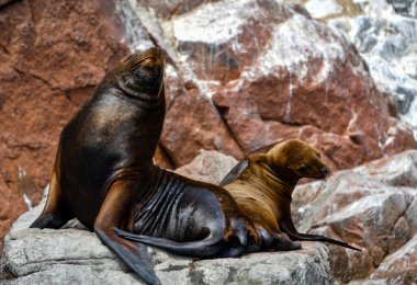 Ballestas Adaları 'ndaki deniz aslanları elbette ki en garip yerlerde kayaların üzerinde tembelce yatan deniz aslanlarıdır. Bazen teknelerden tedirgin olan turistler için poz verirler ve zaman zaman arka plan gürültüsünü örterler. 