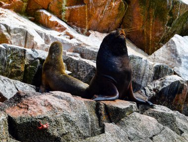 Ballestas Adaları 'ndaki deniz aslanları elbette ki en garip yerlerde kayaların üzerinde tembelce yatan deniz aslanlarıdır. Bazen teknelerden tedirgin olan turistler için poz verirler ve zaman zaman arka plan gürültüsünü örterler. 