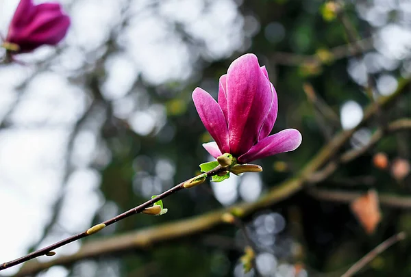 Magnolia Género Botânico Pertencente Família Asteraceae Aparecendo Frente Das Abelhas — Fotografia de Stock