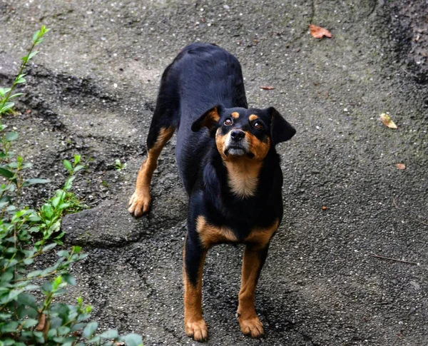 Perro Una Las Subespecies Del Lobo Gris Siendo Mamífero Carnívoro — Foto de Stock