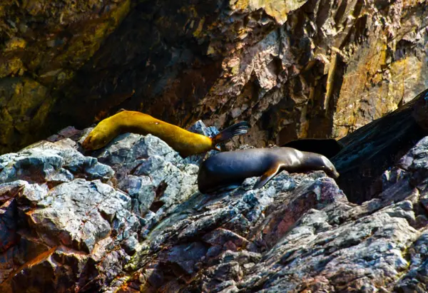 Dans Les Îles Ballestas Les Étoiles Sont Bien Sûr Les — Photo