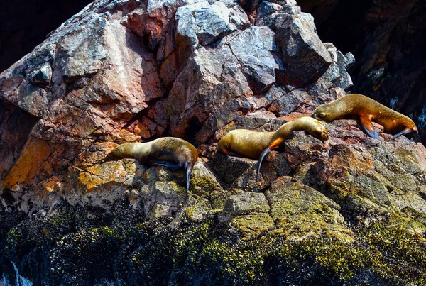 Ballestas Islands Hvězdy Jsou Samozřejmě Lachtani Kteří Leží Líně Skalách — Stock fotografie