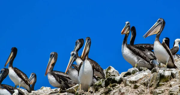Pelícanos Las Islas Ballestas Parte Familia Las Aves Acuáticas Excelente — Foto de Stock