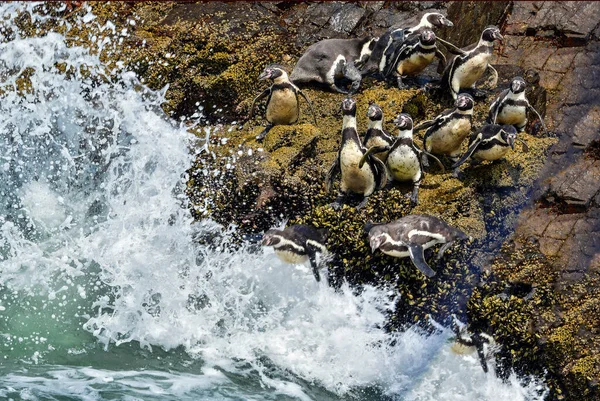Pingüino Humboldt Las Islas Ballestas Vive Largo Costa Oeste América — Foto de Stock
