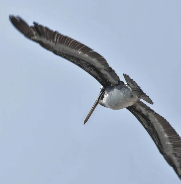 Pélicans Dans Les Îles Ballestas Fait Partie Famille Sauvagine Est — Photo