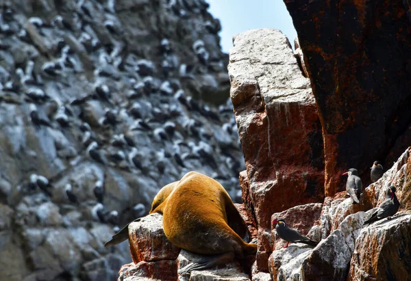 In the Ballestas Islands, the stars are of course the sea lions that lie lazily on the rocks in the strangest positions, which sometimes pose for tourists agitated by boats and which from time to time cover the background noise of birds with a roar,