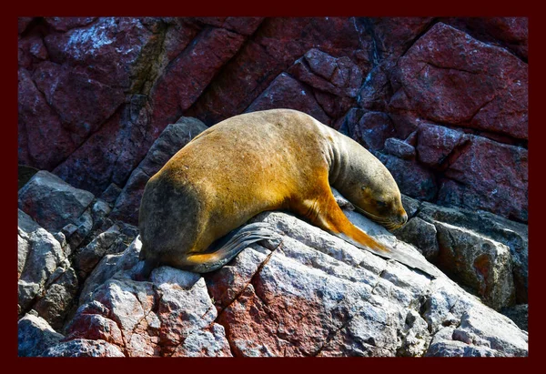 In the Ballestas Islands, the stars are of course the sea lions that lie lazily on the rocks in the strangest positions, which sometimes pose for tourists agitated by boats and which from time to time cover the background noise of birds with a roar,