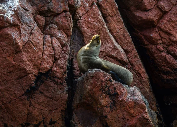 In the Ballestas Islands, the stars are of course the sea lions that lie lazily on the rocks in the strangest positions, which sometimes pose for tourists agitated by boats and which from time to time cover the background noise of birds with a roar,