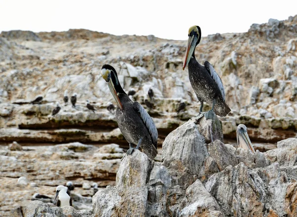 Las Islas Ballestas Pelícano Pelecanus Parte Familia Aves Acuáticas Excelente — Foto de Stock