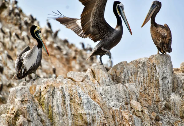 Las Islas Ballestas Pelícano Pelecanus Parte Familia Aves Acuáticas Excelente — Foto de Stock